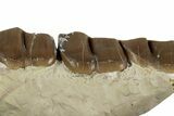 Fossil Running Rhino (Hyracodon) Jaw Section - South Dakota #232226-1